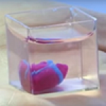 Pierwsze na świecie serce z ludzkich komórek wydrukowano techniką 3D